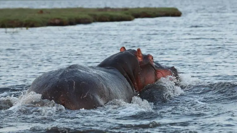 Hippos Hippos