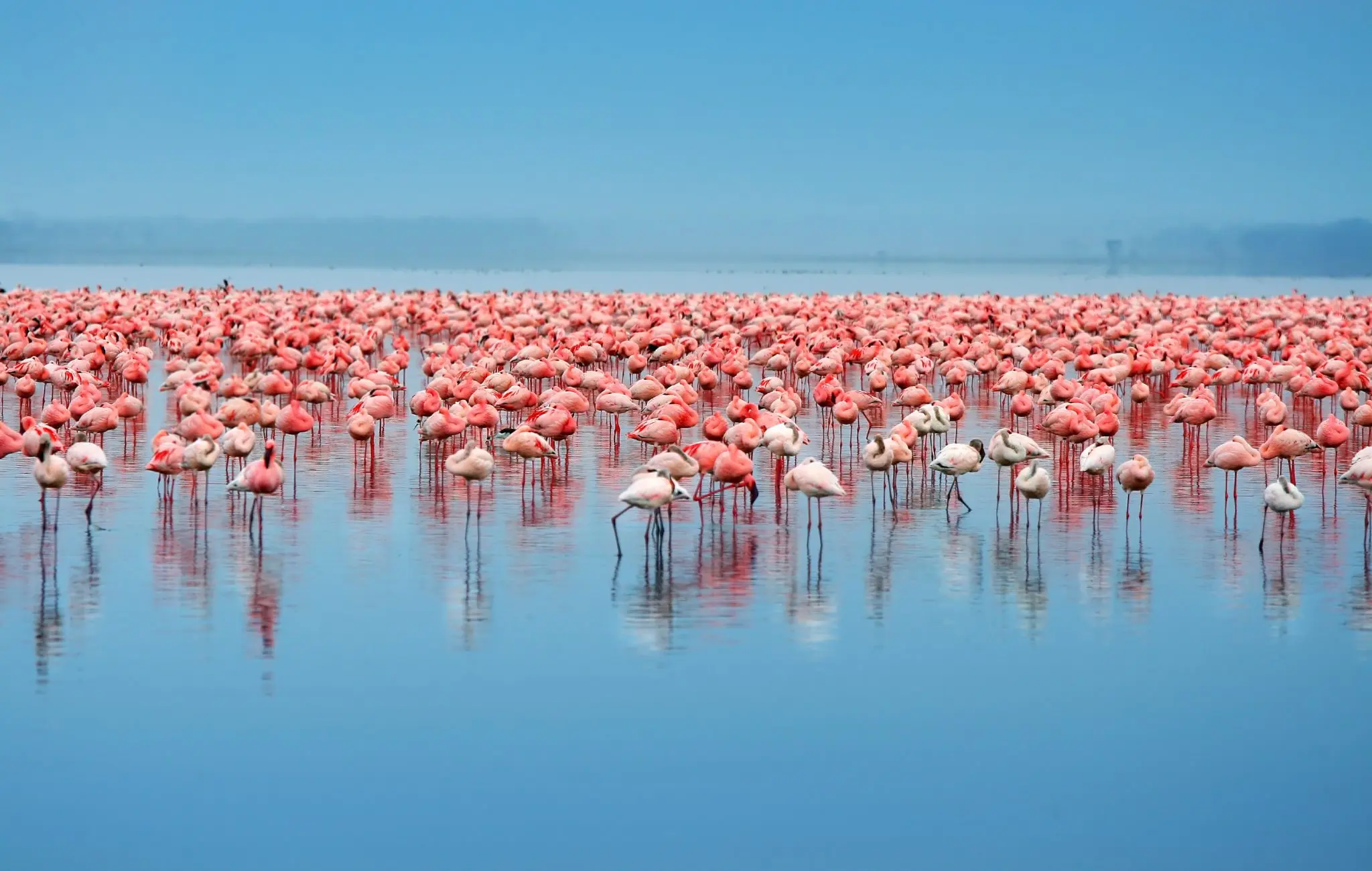 Flocks of flamingo. Africa. Kenya. Lake Nakuru