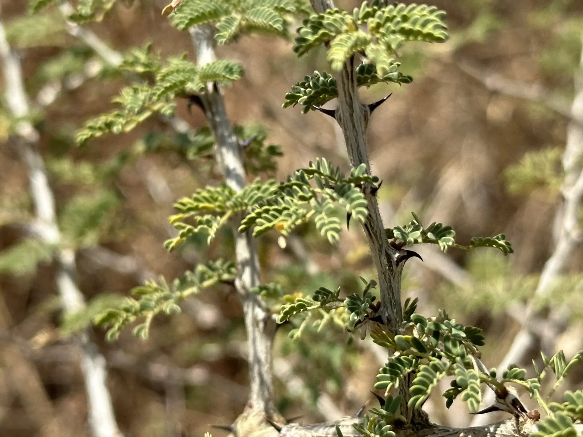Acacia Tree