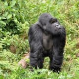 Gorilla and Chimp Trek in Rwanda Tour
