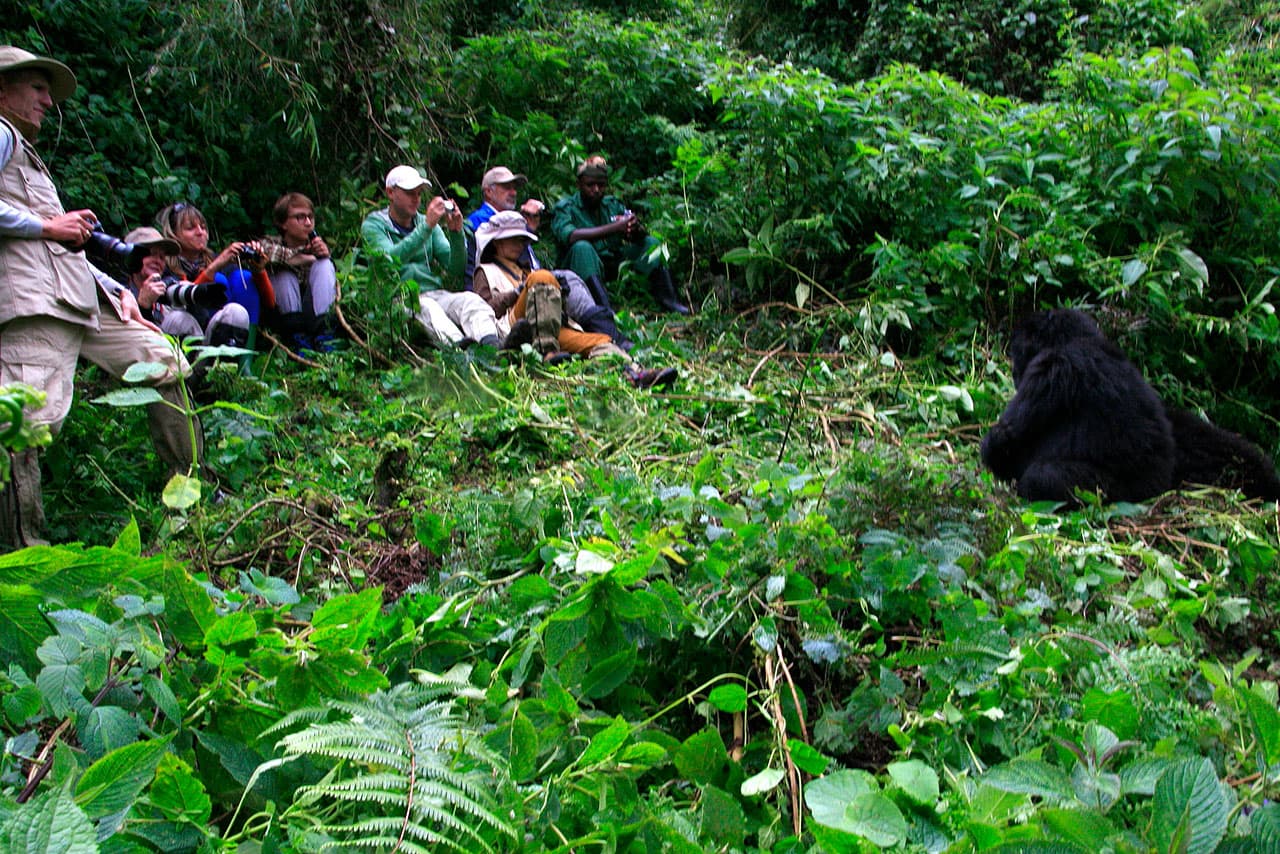 People taking photos of gorillas while on a gorilla trek