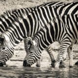 zebras