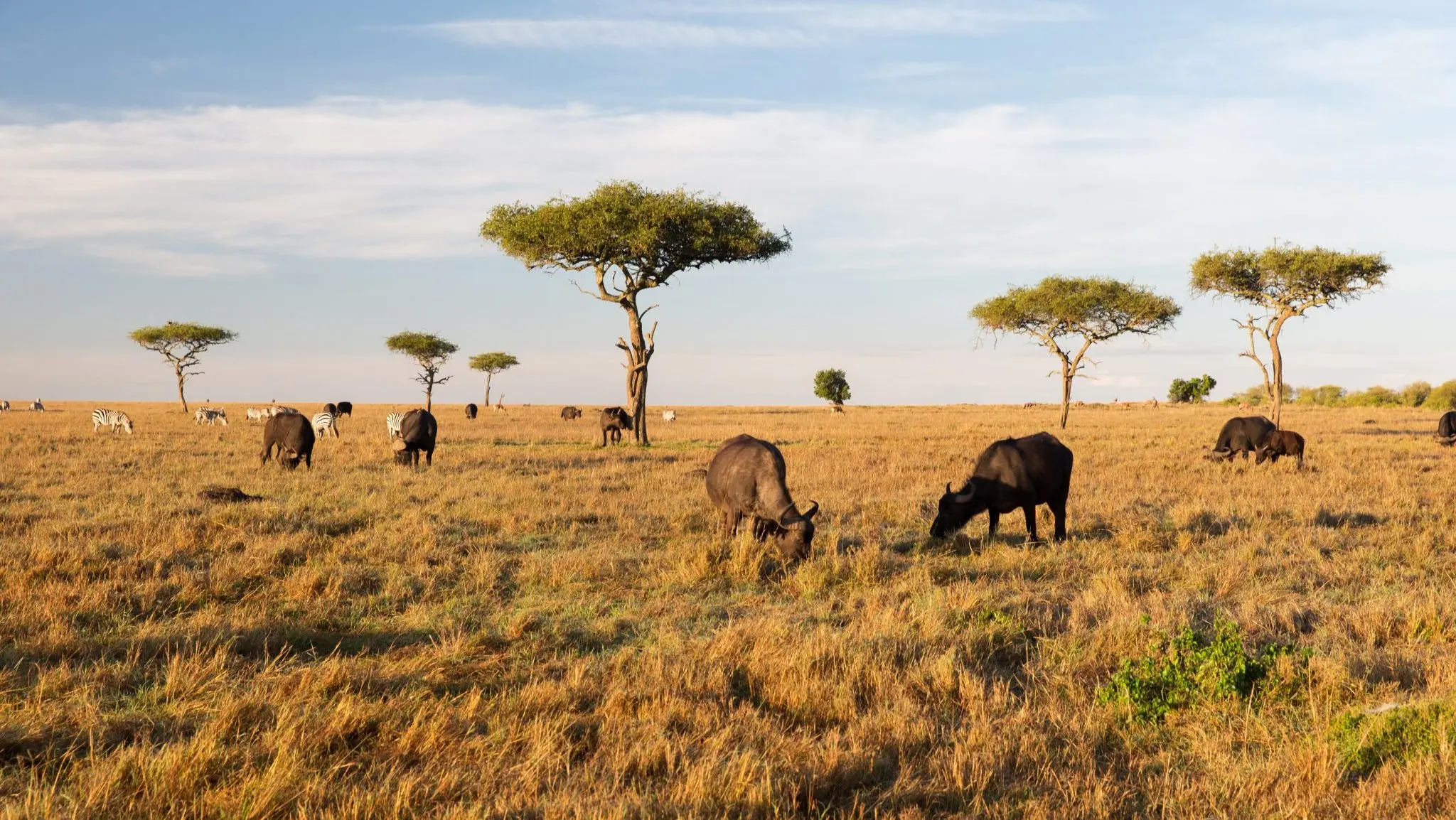 buffalo bulls grazing in savannah at africa A view of the Savannah as the best time for safari in Africa