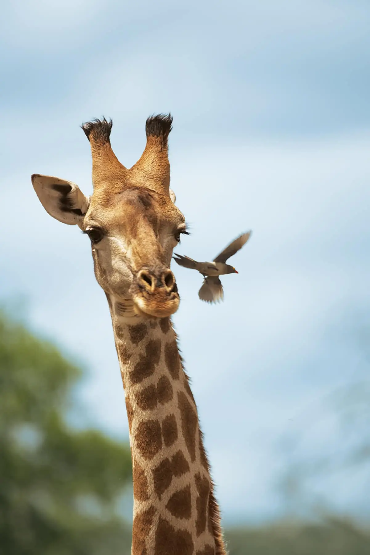 Tips to Planning a Safari Adventure