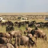 Safari vehicles watch a massive wildebeest herd during the Great Migration on the plains of Maasai Mara, Kenya.