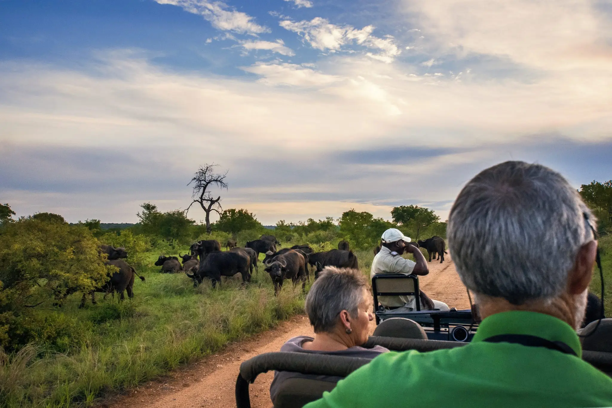 herd of buffalo seen during a safari game drive