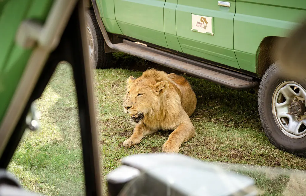 Serengeti Safari Lion