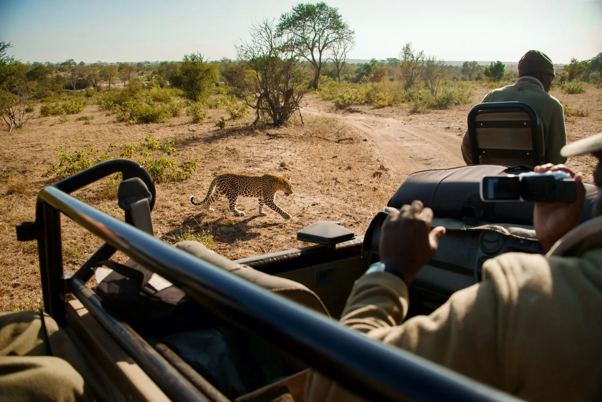 leopard walking seen on a safari game drive