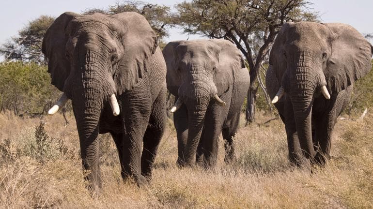 Three elephants