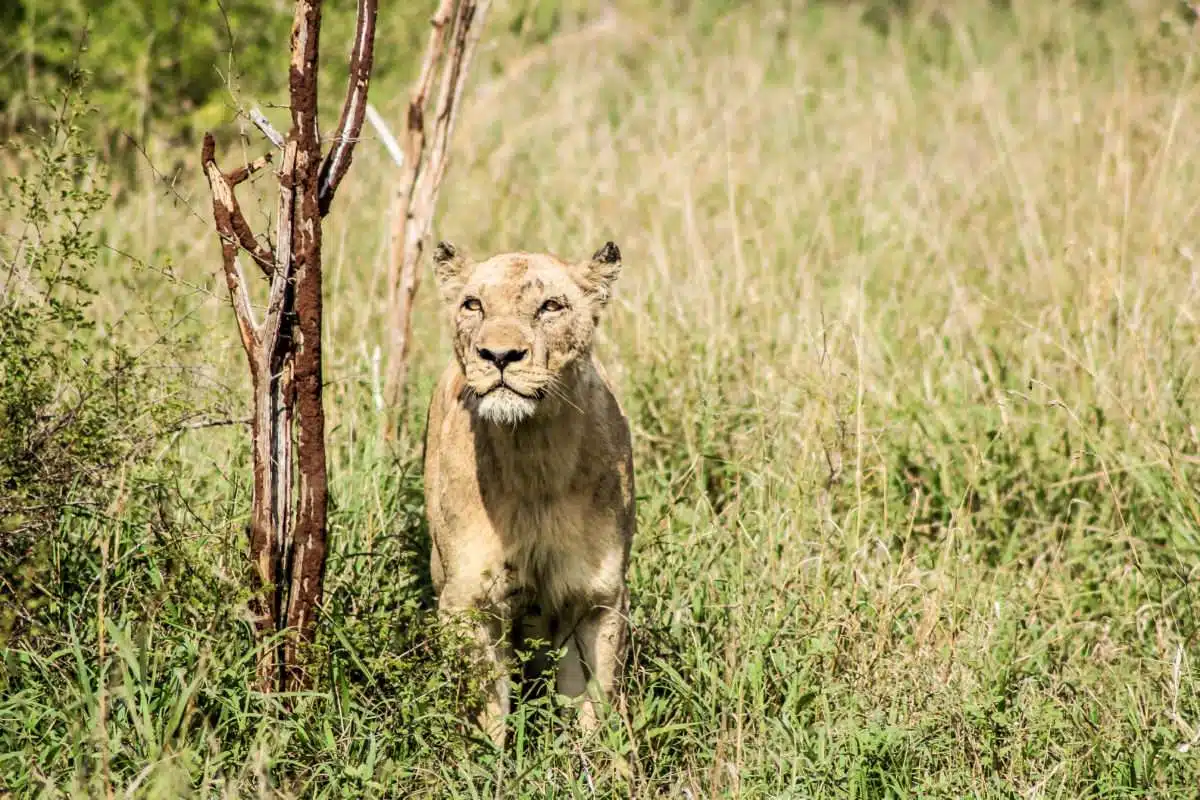 Eswatini https://www.safariventures.com/wp-content/uploads/Eswatini.jpg