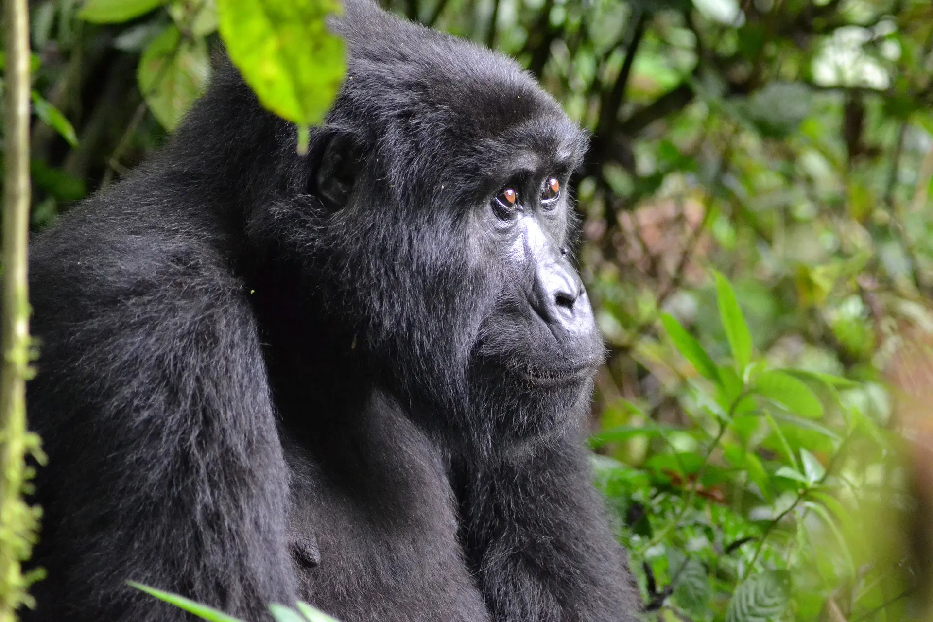 Mountain gorilla