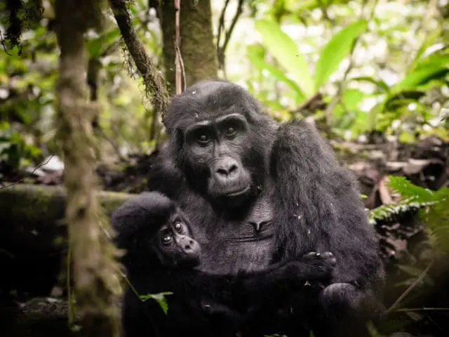 Uganda Gorilla Experience (Gorilla Trekking) Tour