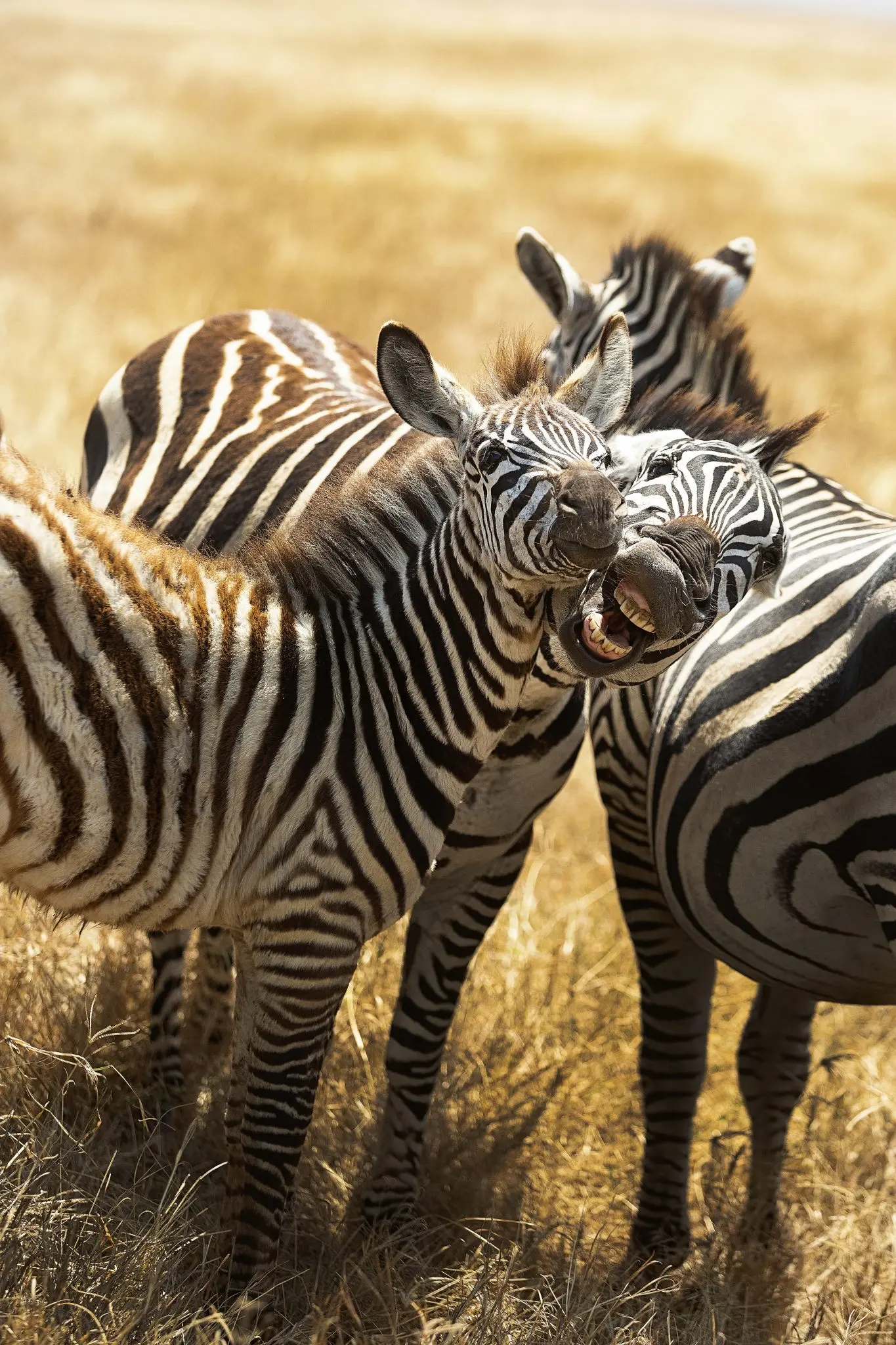 Zebras in ngorongoro crater
