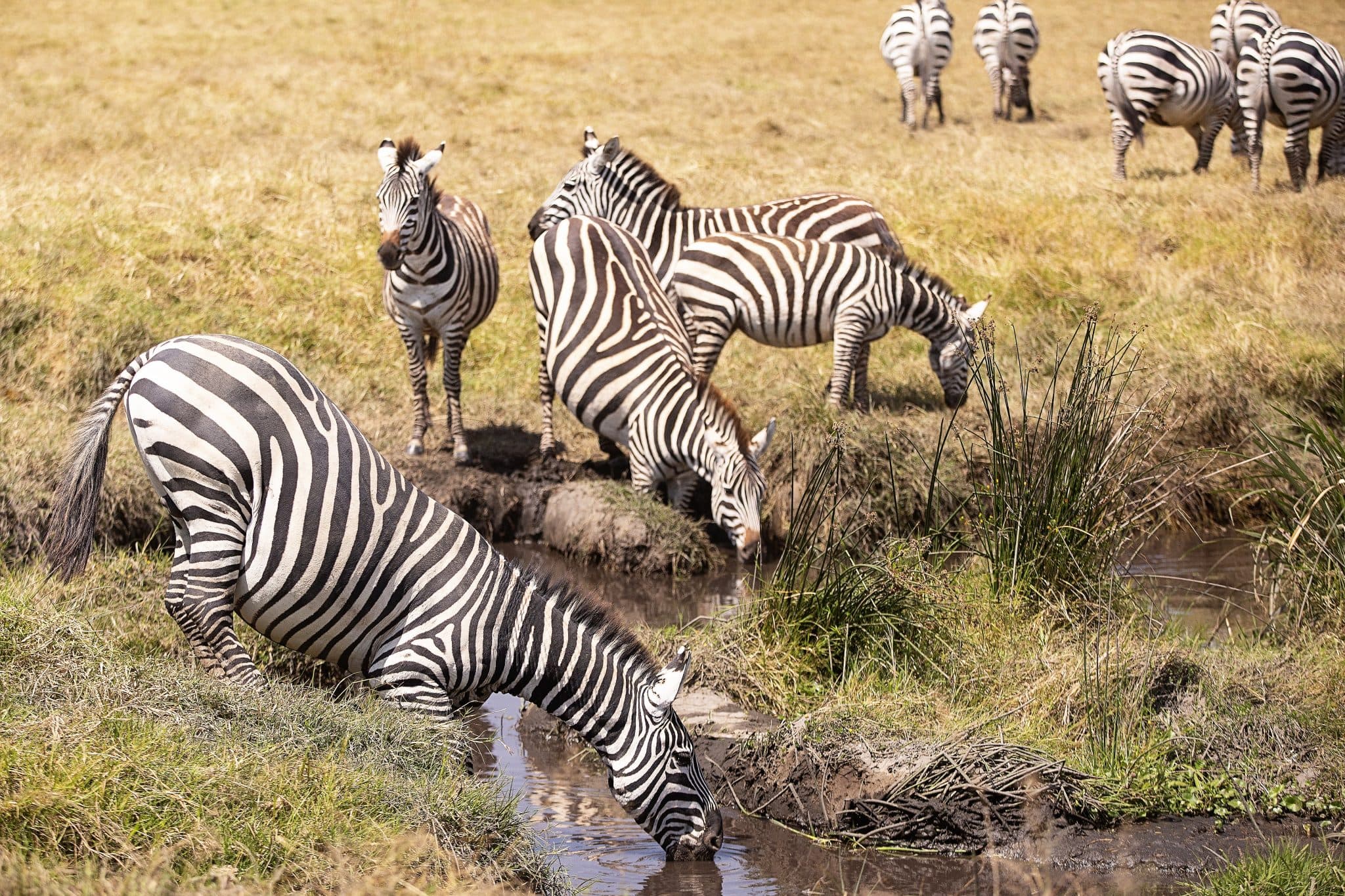 https://www.safariventures.com/wp-content/uploads/2019/01/1188.jpg