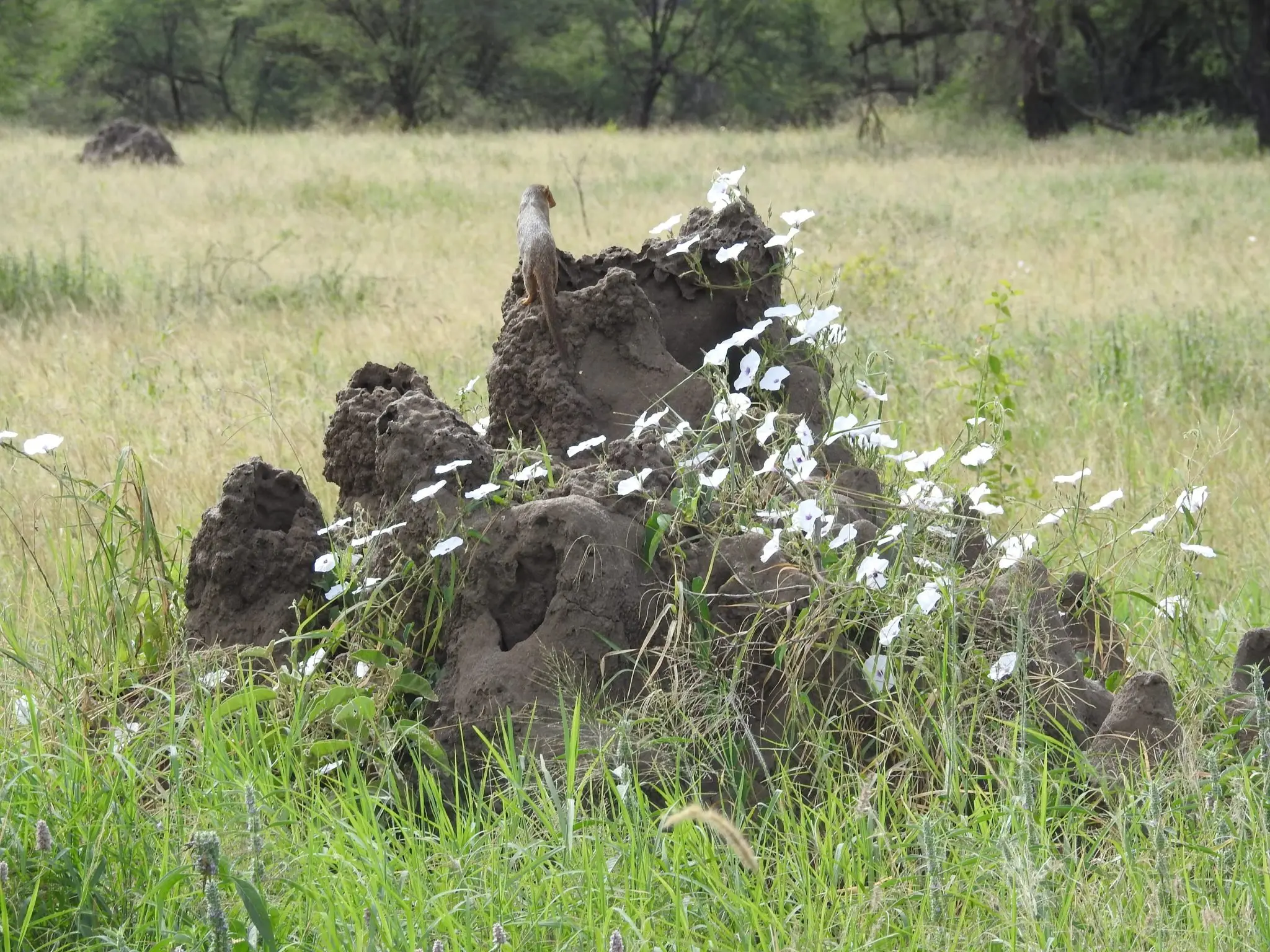 Termite Mounds Termite Mounds