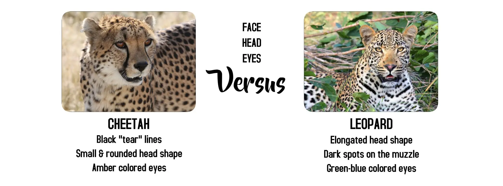 Cheetah versus Leopard face