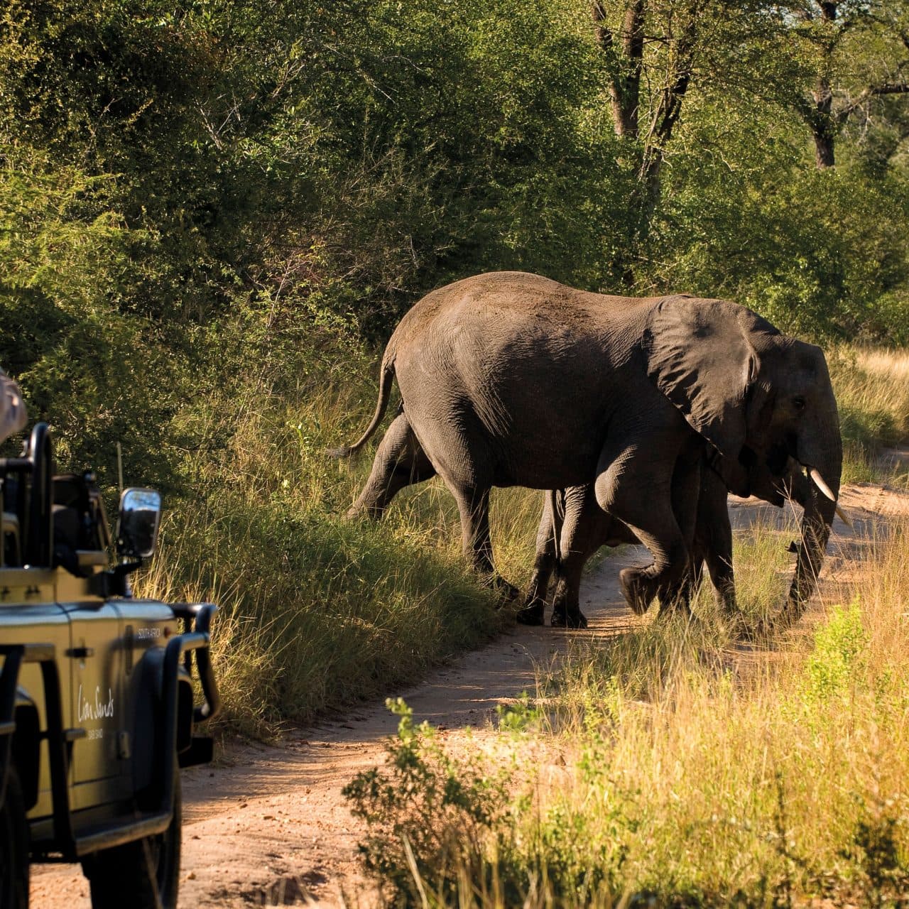 view of an elephant during a safari game drive