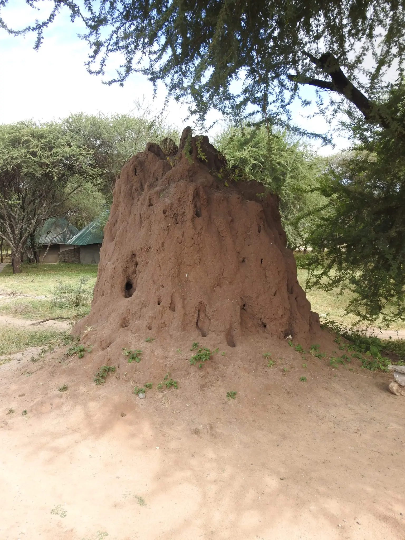Termite Mounds Termite Mounds