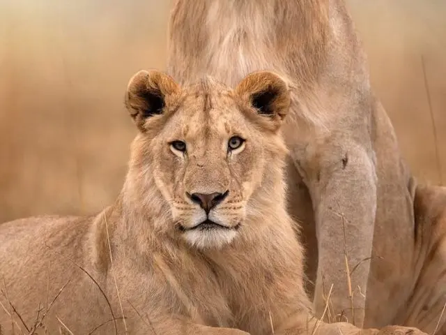 Best African Safari for First-Time Travelers (USA Guide)