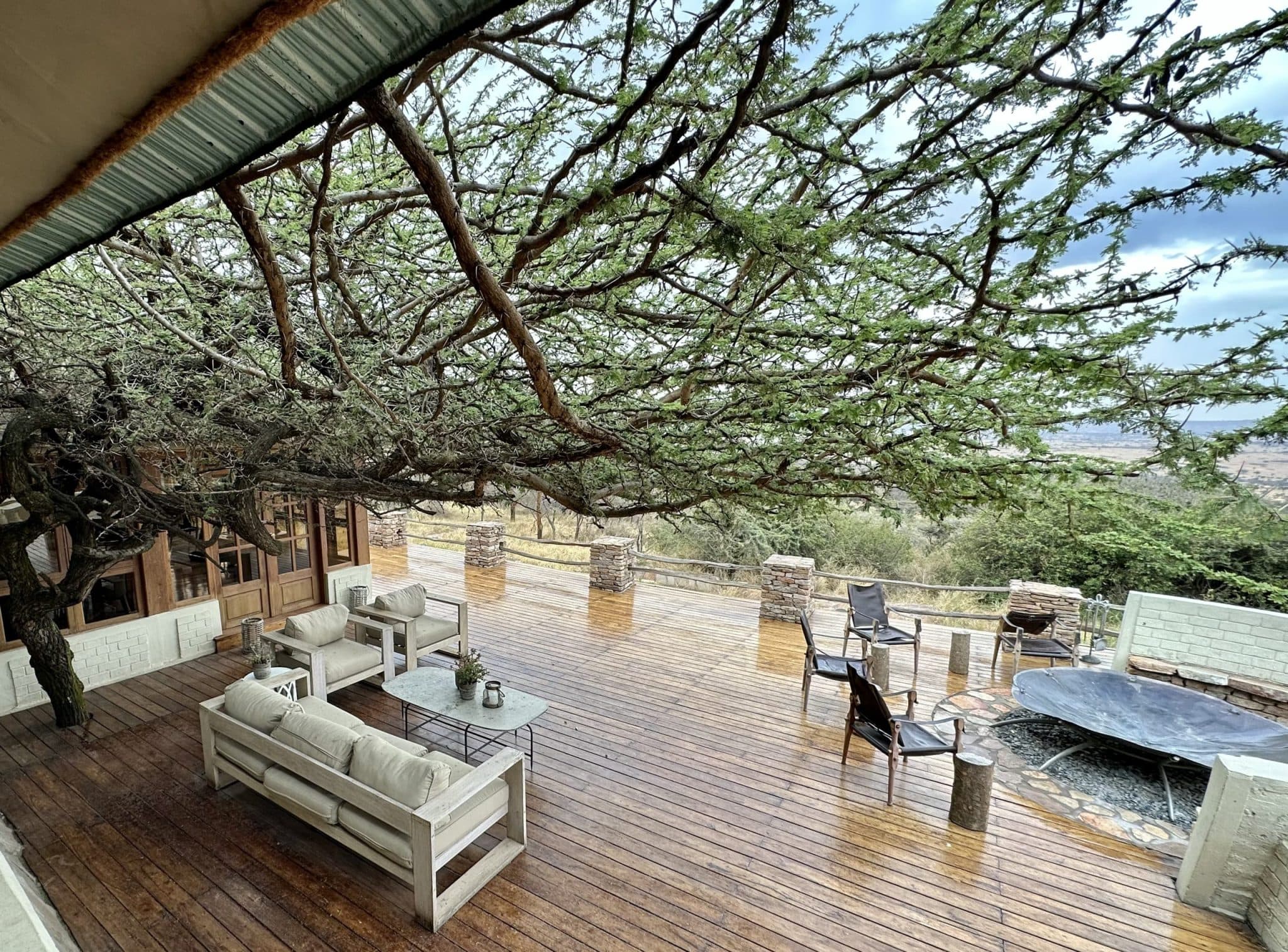 Acacia Tree