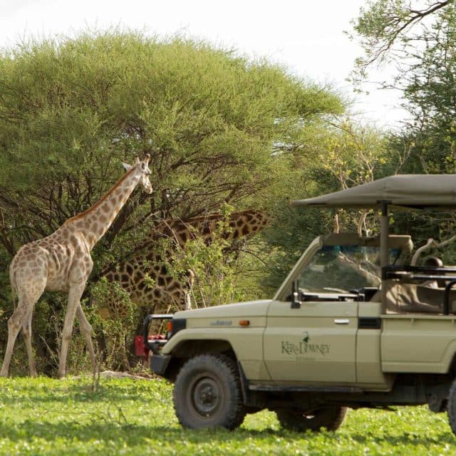 giraffe seen during a safari game drive