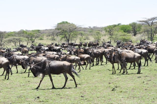 wildebeest