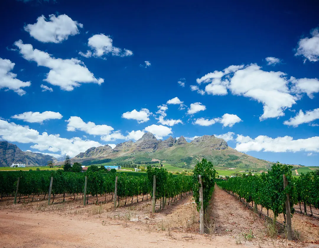 South Africa Winelands