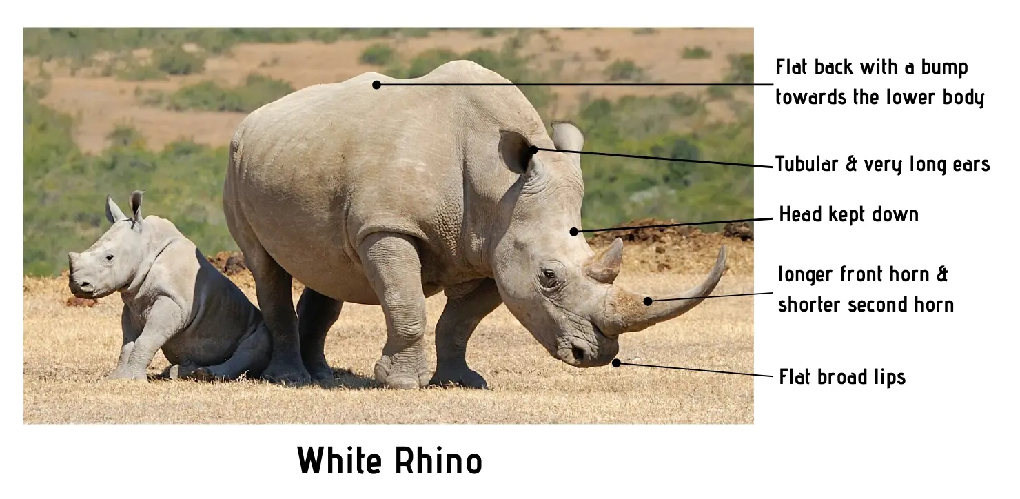 What's The Difference? White Rhino Vs Black Rhino - Safari Ventures