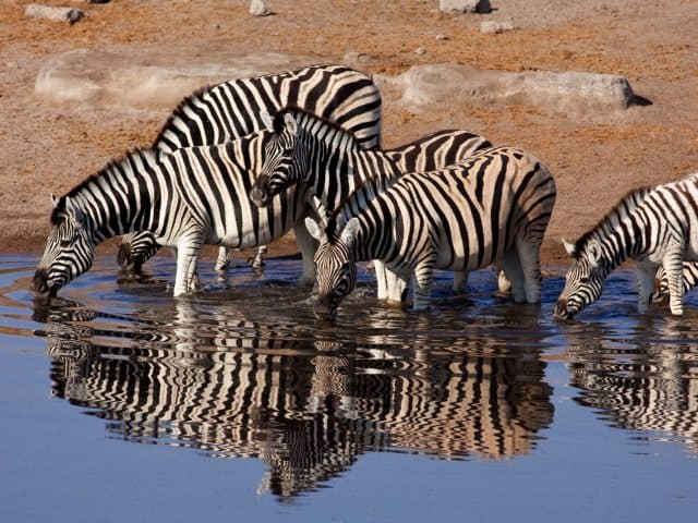 Best Time to Go On An African Safari