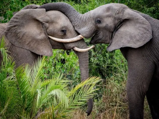 Botswana Safari Guide