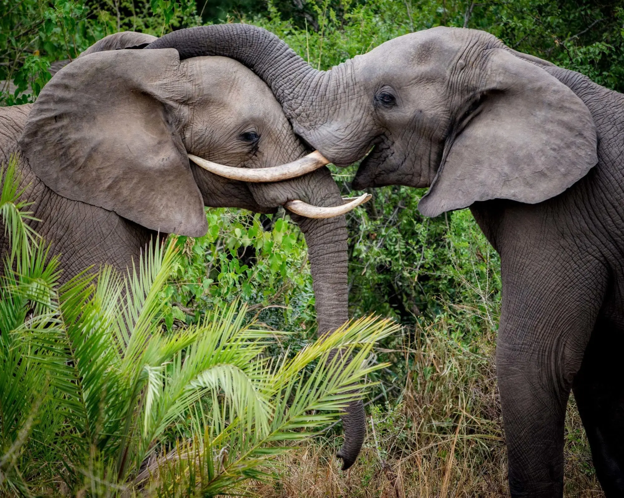 Elephants planting at Sabi Sand Game Reserve