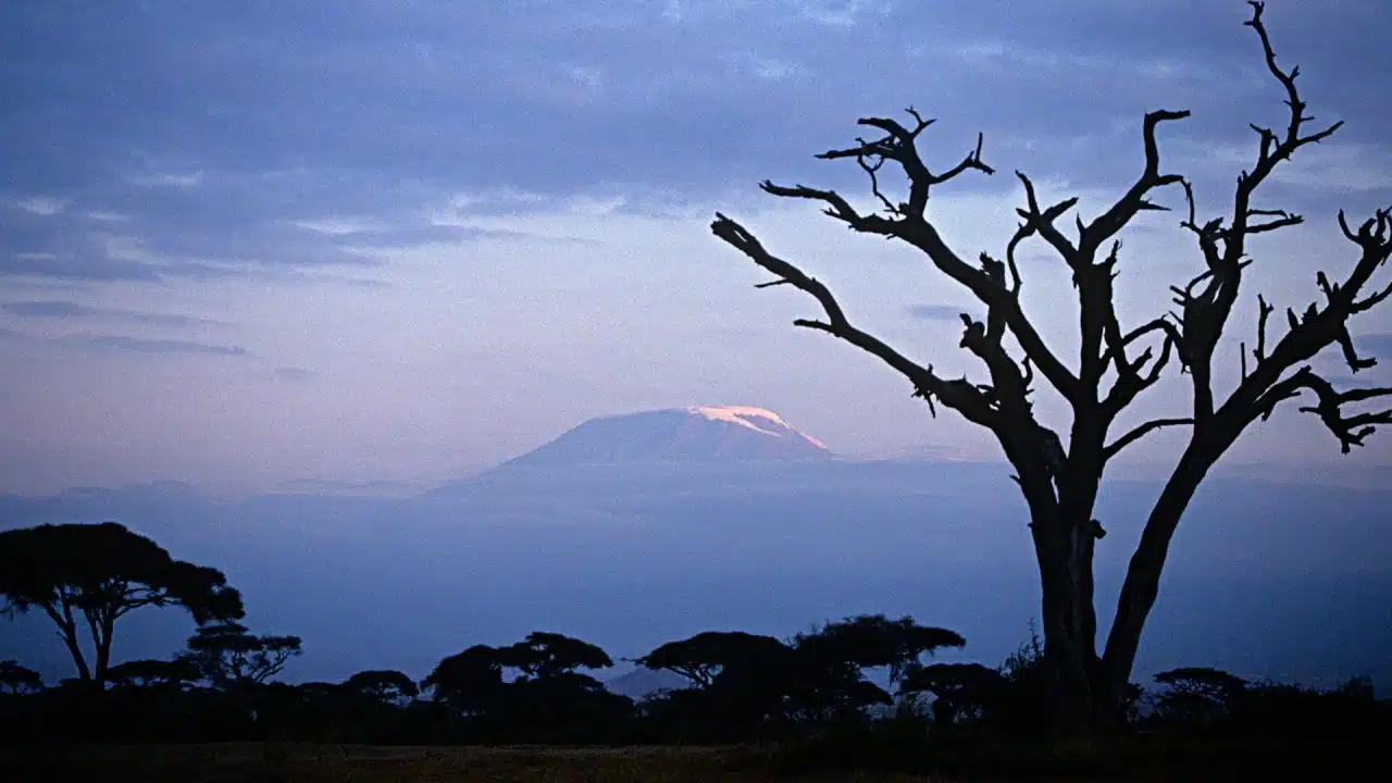 Snow-capped Mount Kilimanjaro glows at dusk above the silhouettes of acacia trees in Amboseli National Park, Kenya.