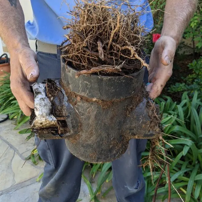 Roots in Drainage repairs san diego