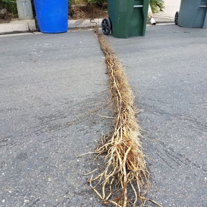 Roots in Drainage Systems repairs san diego (3)