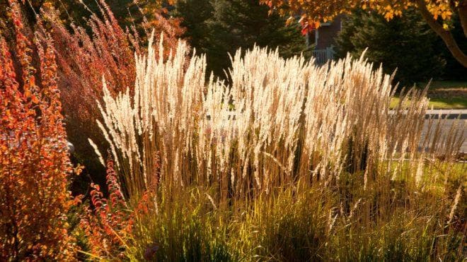 Embracing the Wild: Prairie Landscape Design for Natural Beauty and Sustainability