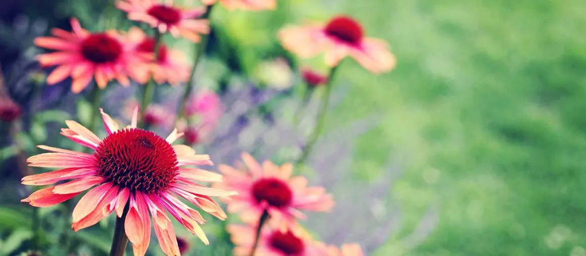 A Case For Green Space