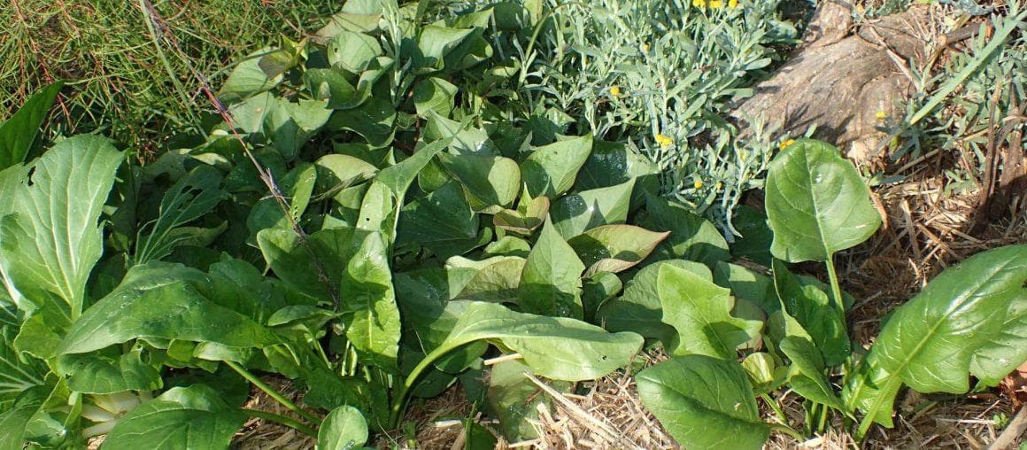 Lettuce Talk About Your Garden