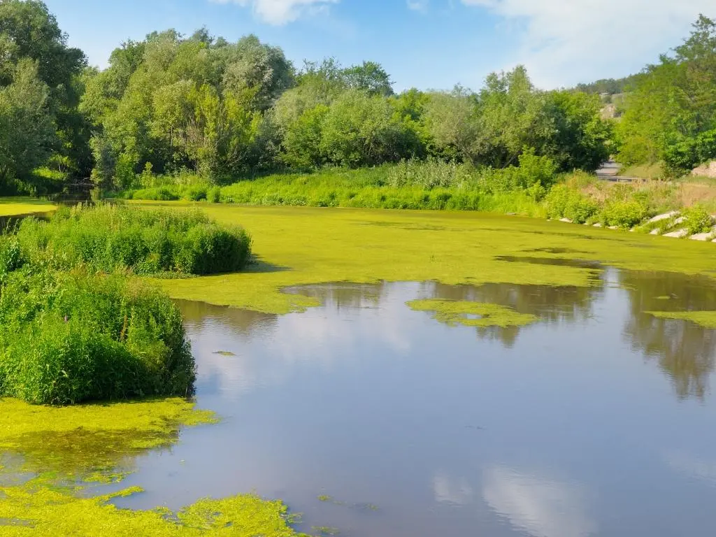 pond with excessive aquatic vegetation and algae growth, highlighting the need for vegetation control
