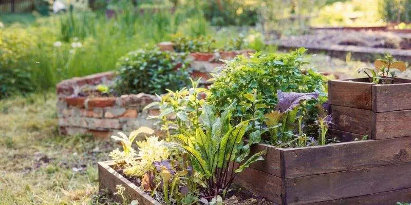 backyard garden layout