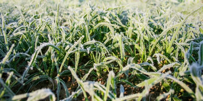 Step-by-Step Dormant Sod Installation (Winter Edition) Step by Step Dormant Sod Installation Winter Edition