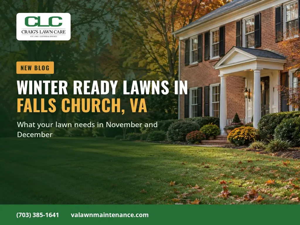 Tall fescue lawn with scattered fall leaves in front of a brick colonial home in Falls Church, VA, with November and December lawn care text by Craig's Lawn Care