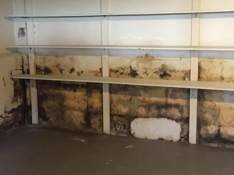 Moldy-Basement-Walls-New-Jersey-2