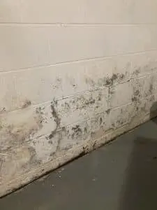quality mold removal contractors new jersey
