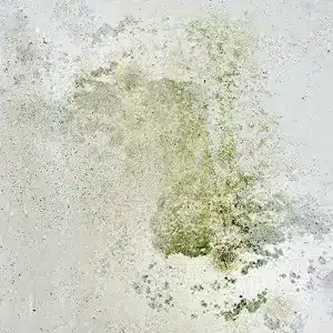 summit-mold-remediation