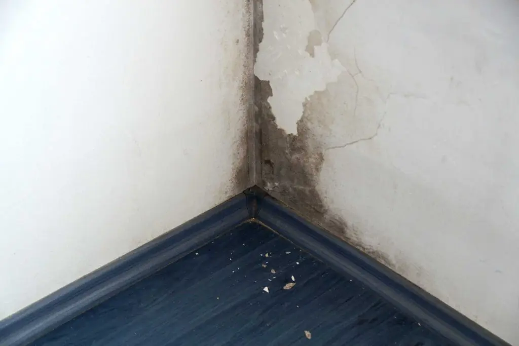 Basement mold and moisture damage in a Louisville KY home