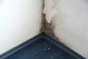 Basement mold and moisture damage in a Louisville KY home