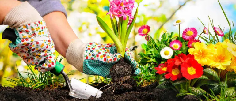 The Best Plants to Grow Outdoors in the Summer