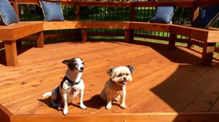 dogs