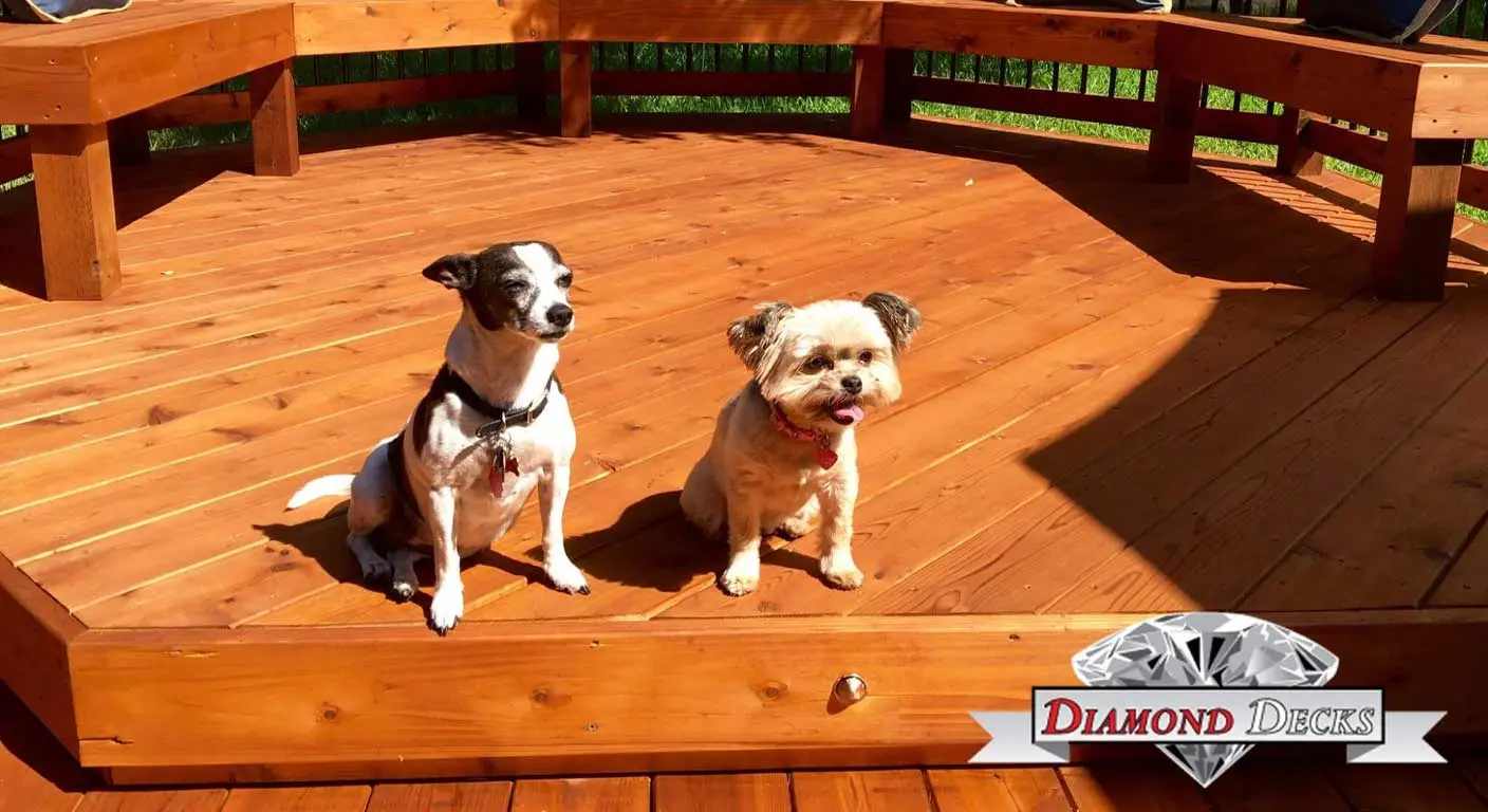 Two dogs sitting on a stained wood deck by Diamond Decks