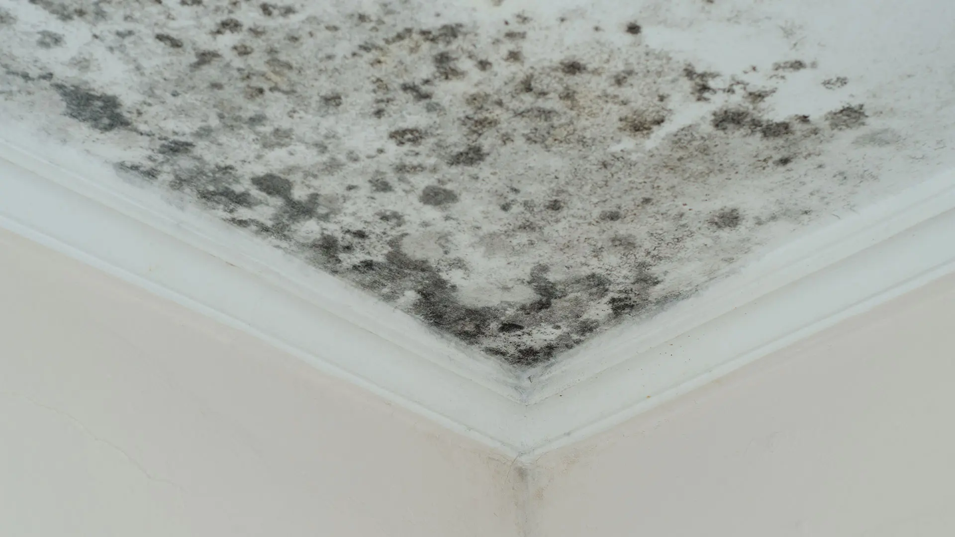 Mold Remediation and Removal in Oklahoma